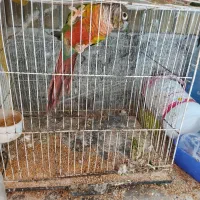 گرینچک طوطی