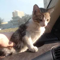 واگذاری رایگان|گربه|ارومیه, |دیوار