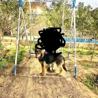 باغ فروشی بلوارتوس