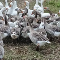 غاز.اوردک .مرغ و خروس بوقلمون ( زنده و پرکنده)|حیوانات مزرعه|رشت, فلسطین|دیوار