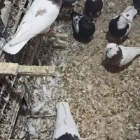 پرنده|پرنده|خنج, |دیوار