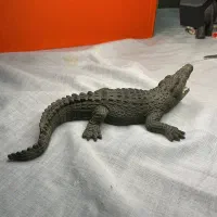فیگور کروکودیل schleish قدیمی|کلکسیون و سرگرمی|بندر انزلی, عباس آباد|دیوار