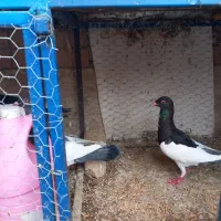 کبوتر یهودی گردن شتری|پرنده|مبارکه, |دیوار