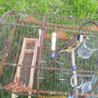 سهره سرسیاه گل قفل چهارگل