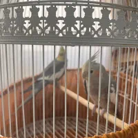 فروش یک جفت عروس هلندی نر و ماده