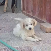 سگ دوماهه تریر