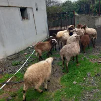 عرضه ۶ راس گوسفند همراه با بره|حیوانات مزرعه|گتاب, |دیوار