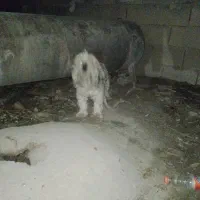 سگ پاکوتاه|سگ|آشخانه, |دیوار