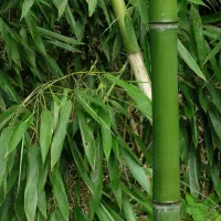 فروش خیزران(بامبو)