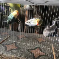 طوطی برزیلی پاربلو