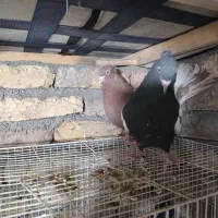 کفتر|پرنده|مشهد, شهید قربانی|دیوار