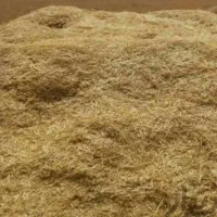 کاه گندم و جو