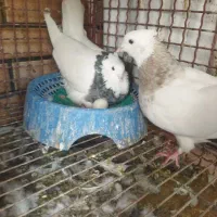 طوقی|پرنده|شاهین‌شهر, گرگاب|دیوار