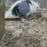 سوزپیره  پرشور دم پهن  چشم گل