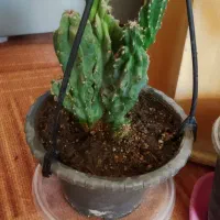 کاکتوس صخره ای ولوازم منزل