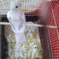 عروس هلندی فنچ