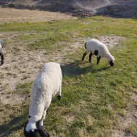 گوسفند|حیوانات مزرعه|میرجاوه, |دیوار