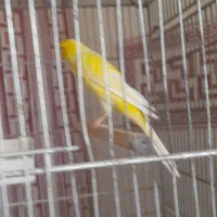 قناری نررسمی بلندمست