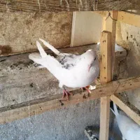 کبوتر کفتر قائمیه