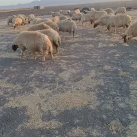 گوسفند میش|حیوانات مزرعه|ماهیدشت, |دیوار