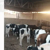 دورگ .بومی|حیوانات مزرعه|جوادآباد, |دیوار