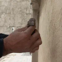 کفتر غریب|حیوانات|فردیس, فردیس|دیوار