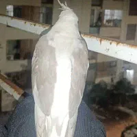 عروس هلندی گم شده|پرنده|کازرون, |دیوار