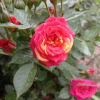 خانه ویلایی اجاره ای درسراب قلعه شاهین|اجارهٔ خانه و ویلا|قلعه شاهین, |دیوار