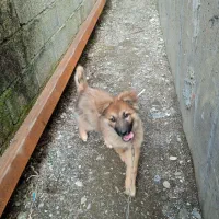 سگ .|سگ|اسالم, |دیوار