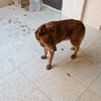 سگ میکس ژرمن هاسکی