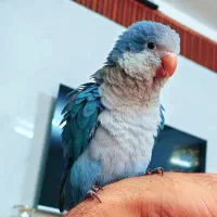 طوطی راهب|پرنده|ری, امین آباد|دیوار