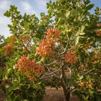 نهال پسته زودبازده، شروع کسب درآمد از سال اول|خدمات باغبانی و درختکاری|الیگودرز, |دیوار