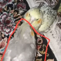 عروس هلندی|پرنده|زنجان, |دیوار