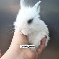 هلندی کوتوله