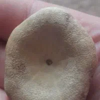 فسیل ستاره دریایی بسیار کم یاب و خاص|کلکسیون اشیاء عتیقه|فشم, |دیوار