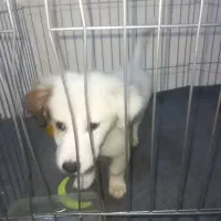 توله بازیگوش رایگان|سگ|مشکین‌دشت, |دیوار