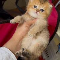 بچه گربه های سلطنتی