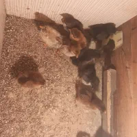 جوجه محلی 5 روزه