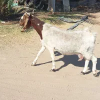 بز ابستن سنگین نزدیک زایمان مناسب