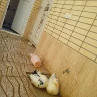 اردک|حیوانات مزرعه|شهرضا, |دیوار