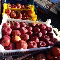 سیب سرخ  محلی  درجه یک