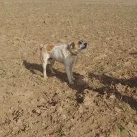 سگ گله گمشده|حیوانات|ابهر, |دیوار