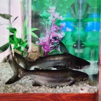 یک جفت ماهی پن کوسی (کوسه)