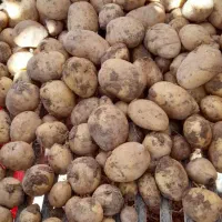 سیب زمینی جلی درجه یک|عمده‌فروشی|لالجین, |دیوار