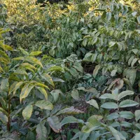 فروش انواع نهال ، سیب وگیلاس، گردووغیره قیمت مناسب|خدمات باغبانی و درختکاری|بوکان, |دیوار