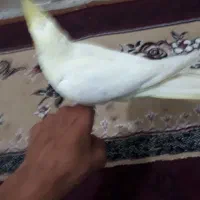 یک عدد عروس ماده معاوضه با نر