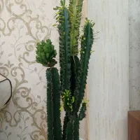 گیاه افوربیا‌|گل و گیاه طبیعی|مشهد, بهارستان|دیوار