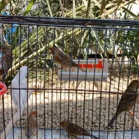 قناری نر ماده|پرنده|آبپخش, |دیوار