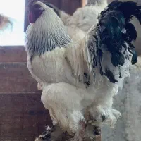 تخم نطفه‌دار لایت برهما اصیل مرغ جوجه خروس