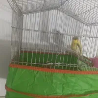 سهره پاییزی|پرنده|سیرجان, |دیوار